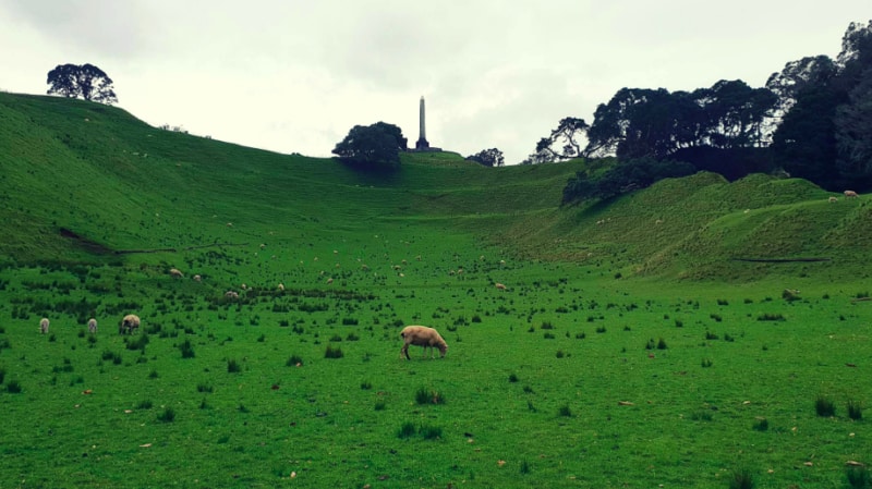 This affordable, small group tour is a perfect day out for those looking to experience the very best spots in Auckland on a budget. 